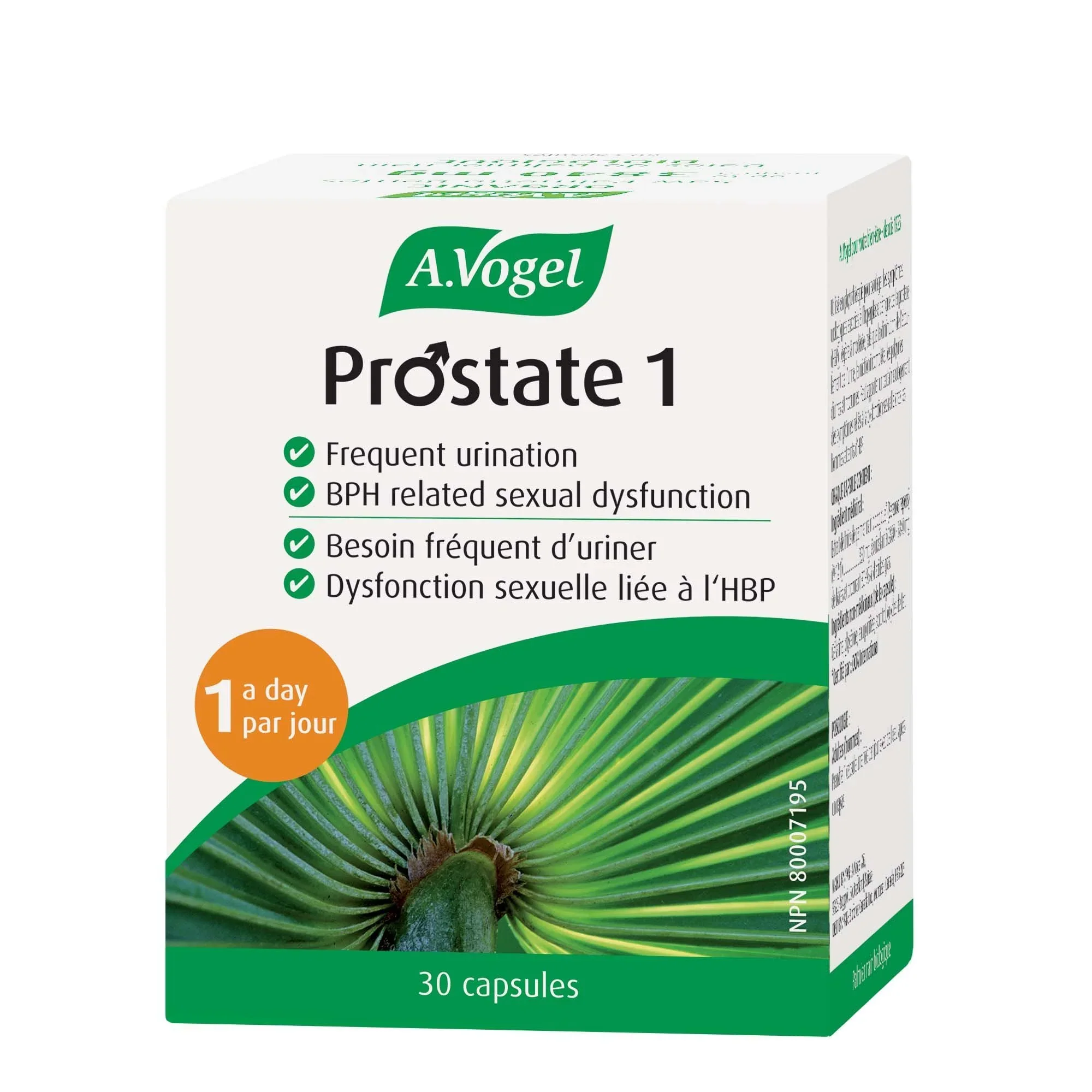 A Vogel - Prostate 1 - Image 2